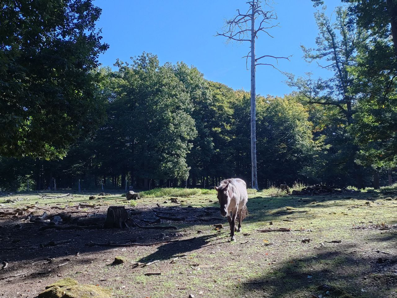 Wildpark_2c_5.jpg